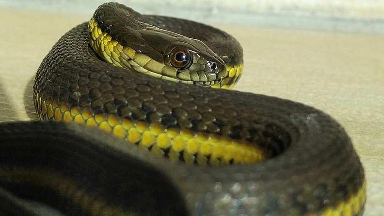 Blackbelly garter snake (Thamnophis melanogaster)